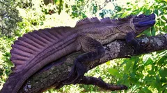 Czy wiesz, że na Ziemi naprawdę istnieją „smoki” i że mogą wkrótce zniknąć?