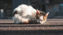 Czy bezdomne koty są wdzięczne, gdy zabierasz je do domu?