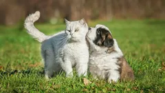 Jak oduczyć psa reagowania na koty