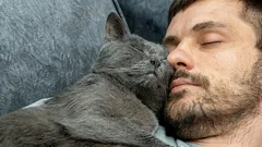 Jak kot okazuje swoją miłość: jeśli to robi, jesteś jego ulubioną osobą