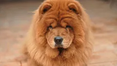 Top 7 ras: które psy żyją najdłużej